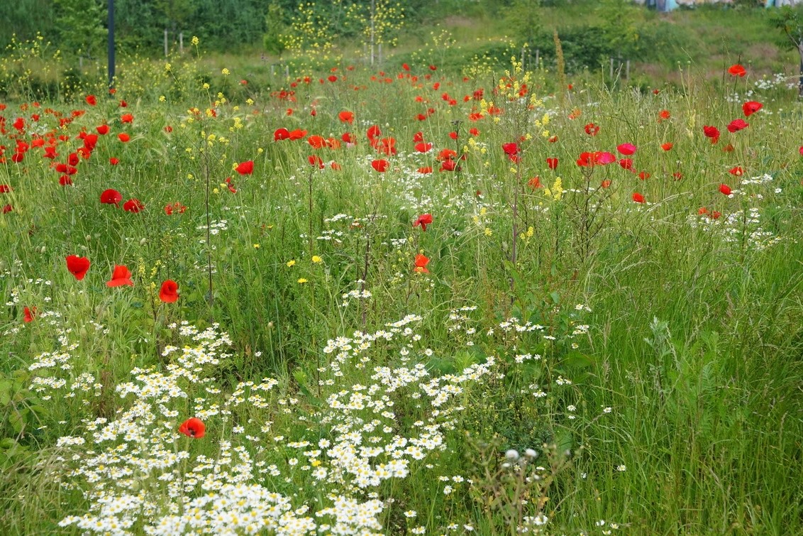 Bloemenweide met wilde bloemen
