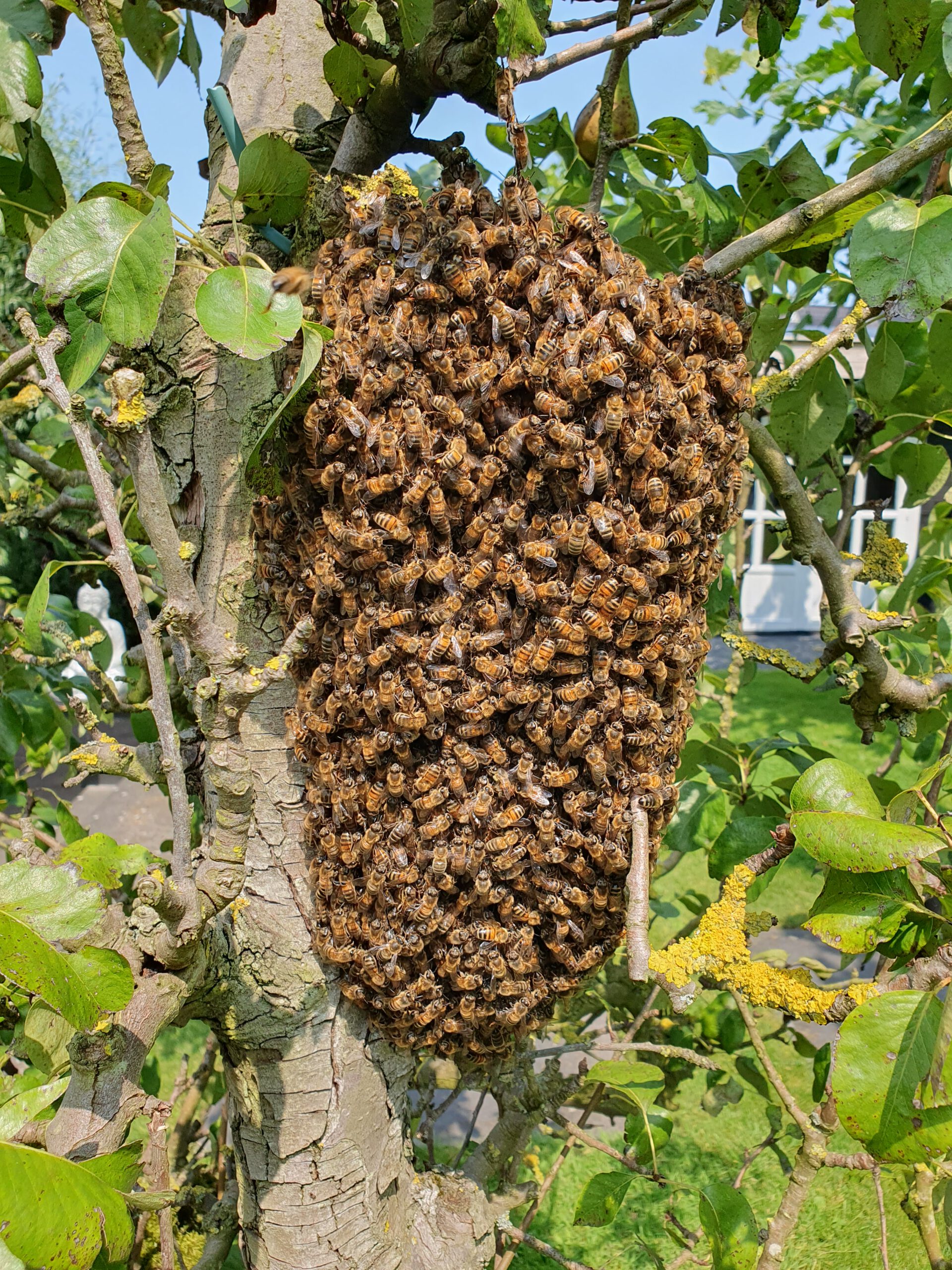 Bijenzwerm in de boom