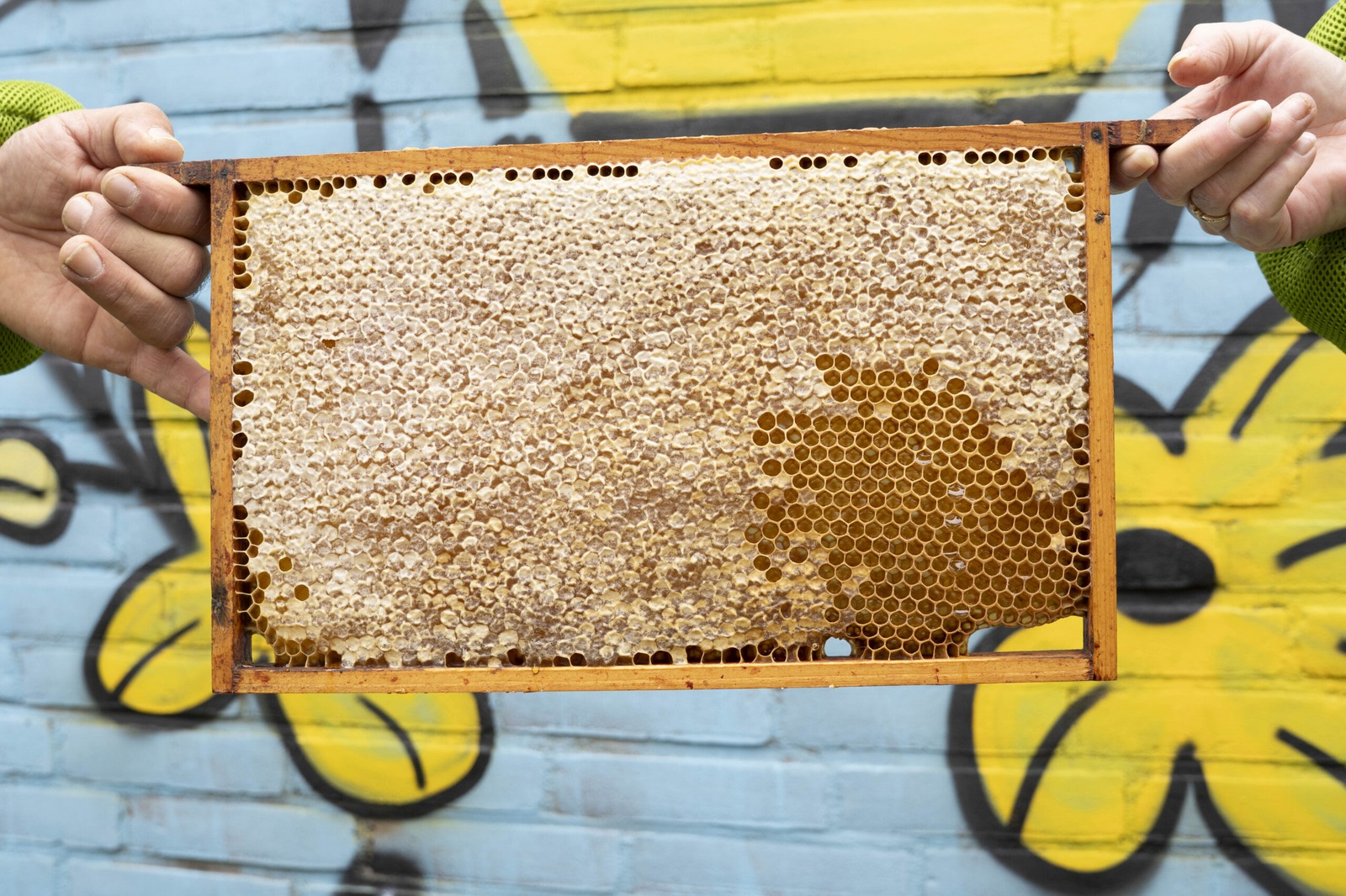 Honingraat vol met verse honing